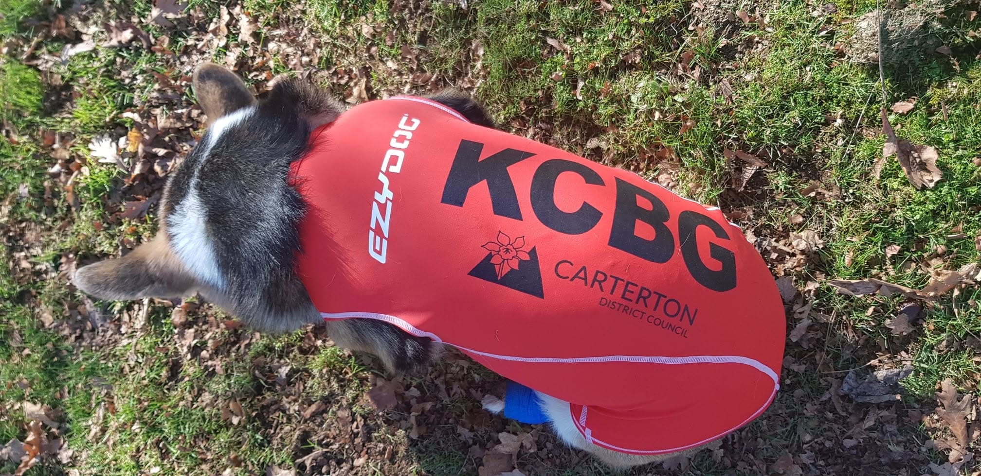 KCBG dog in custom printed red vest